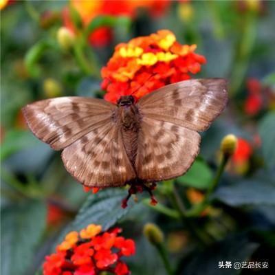 吉彼公主的幻想游戏下载