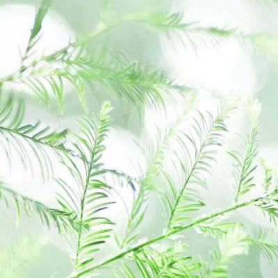 混沌圣墟手游下载